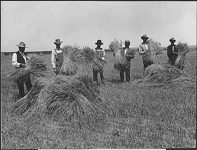 Old photo of men separating wheat from chaff