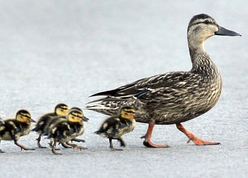 Ducklings following momma duck